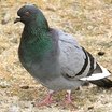 Rock Pigeon
